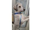 Adopt Cash a Giant Schnauzer, Standard Poodle