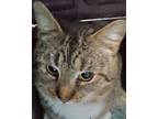 Adopt Tony a Domestic Short Hair