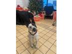 Adopt Domino a Australian Cattle Dog / Blue Heeler