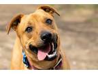 Adopt Rusty a Labrador Retriever, Pit Bull Terrier