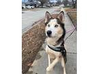 Adopt Lorcan a Siberian Husky