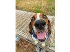 Adopt Elroy a Foxhound