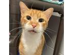 Adopt Flare a Domestic Short Hair