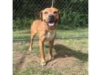 Adopt Romeo a Rhodesian Ridgeback, Labrador Retriever