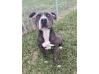 Adopt KRATOS a Gray/Blue/Silver/Salt & Pepper American Pit Bull Terrier / Mixed