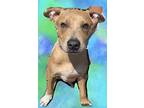 Adopt Peanut a Staffordshire Bull Terrier, Hound