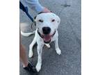 Adopt Cole a Labrador Retriever, Dalmatian