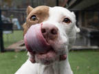 Adopt TRUDY a Brown/Chocolate - with White American Pit Bull Terrier / Mixed dog
