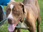 Adopt PAULY a Brown/Chocolate - with White American Pit Bull Terrier / Mixed dog