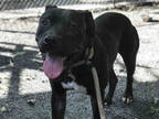 Adopt SHADOW a Black - with White American Pit Bull Terrier / Mixed dog in