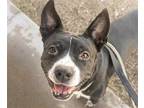 Adopt DANTE* a Black American Pit Bull Terrier / Mixed dog in Tucson