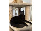 Adopt Charles a Domestic Short Hair