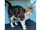 Adopt Achilles a Domestic Short Hair