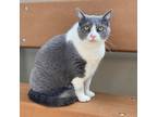 Adopt Esme a Gray or Blue Domestic Shorthair / Mixed cat in Wadena