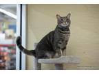 Adopt Tyron a Tabby