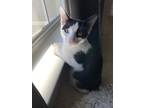 Adopt King a Black & White or Tuxedo Domestic Mediumhair / Mixed (medium coat)