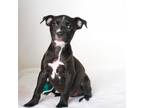 Adopt Janine a Black Pit Bull Terrier / Mixed dog in East ST Louis