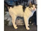 Adopt PURRINCE a Tabby, Domestic Short Hair