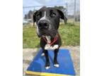 Adopt TOAD a Pit Bull Terrier, Mixed Breed