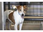Adopt Flash a Parson Russell Terrier