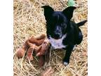 Adopt Bart, they don't get any cuter then this! a Border Collie