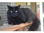 Adopt Ivan a Domestic Long Hair