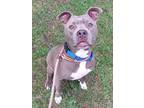 Adopt HOLT a American Staffordshire Terrier, Mixed Breed