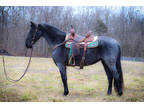 Rare and Very Unique Flashy True Blue Roan Registered Tennessee Walking Horse