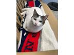 Adopt Blaire a White Domestic Shorthair / Domestic Shorthair / Mixed cat in