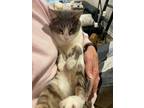 Adopt GRAY is a LAP KITTY a Domestic Short Hair, Tabby