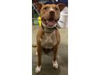 Adopt REBEL a American Pit Bull Terrier / Labrador Retriever / Mixed dog in