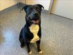 Adopt TUCKER a Labrador Retriever, Mixed Breed