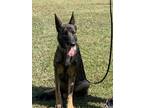 Adopt Ruger a German Shepherd Dog, Belgian Shepherd / Malinois