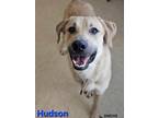 Adopt Hudson a Retriever, Anatolian Shepherd