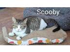 Adopt SCOOBY **Bonded with Velma** a Domestic Short Hair, Tabby