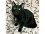 Adopt Versace -adoption pending- a Domestic Short Hair