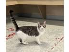 Adopt River a Domestic Short Hair