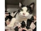 Adopt Quill a Domestic Short Hair