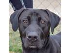 Adopt Monty a Black Labrador Retriever, Cane Corso