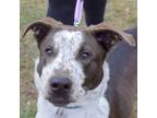 Adopt Nikko a Cattle Dog, Black Labrador Retriever