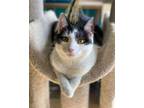 Adopt Patches a Domestic Short Hair