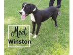 Adopt Winston a Great Dane, Hound
