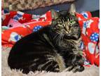 Adopt Cliff a Tabby