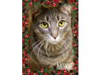 Adopt Moxie a Tabby