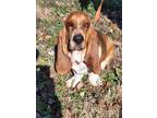 Adopt Trip a Basset Hound