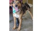 Adopt Colonel Nubbins a Catahoula Leopard Dog, Mixed Breed