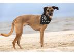 Adopt XANDER a Greyhound, Mixed Breed