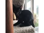 Adopt Juju (122193)(In a foster home) a Domestic Short Hair