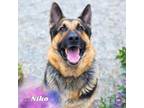 Adopt Niko a German Shepherd Dog