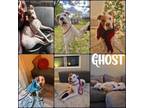 Adopt Ghost 1022 *courtesy post for I Heart Dogs a Boxer, Pit Bull Terrier